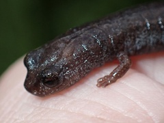 Batrachoseps major major