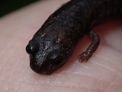 Batrachoseps major major