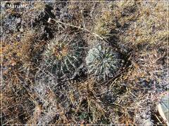 Ferocactus macrodiscus