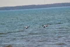 Bucephala clangula americana