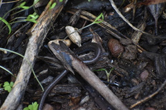 Batrachoseps major major