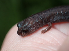 Batrachoseps major major