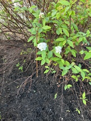 Spiraea cantoniensis