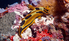 Tambja blacki