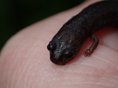 Batrachoseps major major