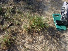Astragalus douglasii parishii