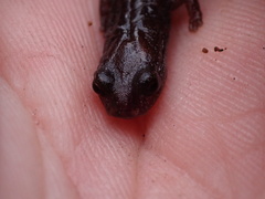 Batrachoseps major major