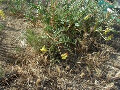 Astragalus douglasii parishii