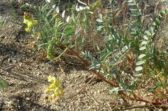 Astragalus douglasii parishii