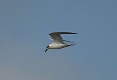 Gelochelidon nilotica