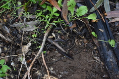 Batrachoseps major major