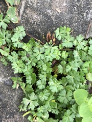 Hydrocotyle batrachium