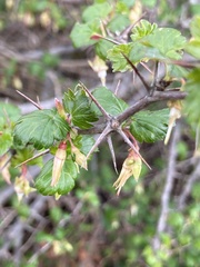 Ribes californicum