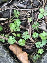 Hydrocotyle batrachium
