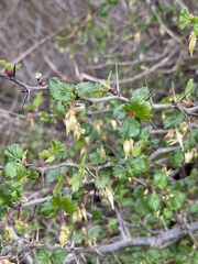 Ribes californicum