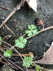 Hydrocotyle batrachium