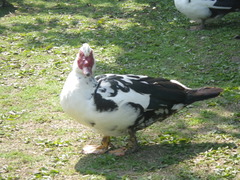 Cairina moschata domestica