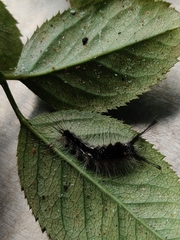 Dasychira chekiangensis