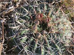 Ferocactus macrodiscus