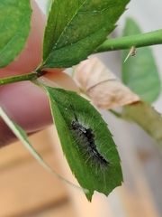 Dasychira chekiangensis