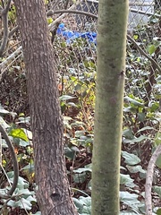 Cinnamomum parthenoxylon