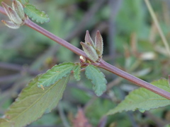 Corchorus fascicularis