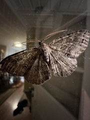 Melanolophia signataria