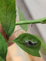 Dasychira chekiangensis