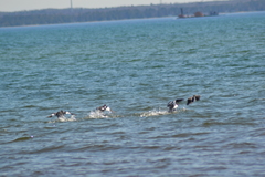 Bucephala clangula americana