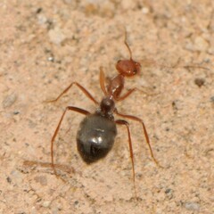 Myrmecocystus mimicus