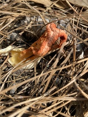 Clathrus