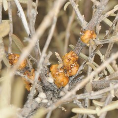 Ceroplastes irregularis
