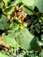 Rumex spinosus