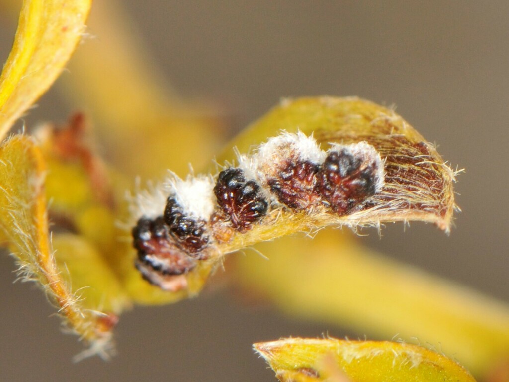 Asphondylia barbata