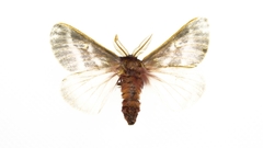 Hemileuca rubridorsa