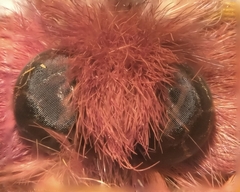 Hemileuca rubridorsa
