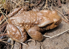 Bufo gargarizans