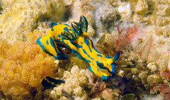 Tambja verconis
