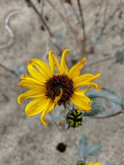 Helianthus petiolaris canescens