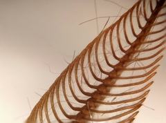 Hemileuca rubridorsa