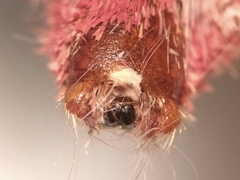 Hemileuca rubridorsa