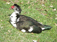 Cairina moschata domestica