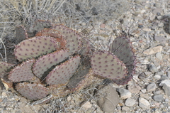 Opuntia macrocentra