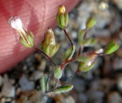 Nemacladus longiflorus