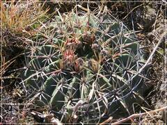 Ferocactus macrodiscus