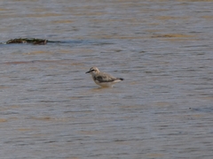 Charadrius ruficapillus