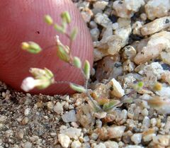 Nemacladus longiflorus