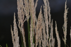 Calamagrostis inexpansa
