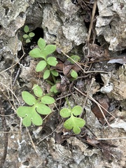 Nemophila phacelioides