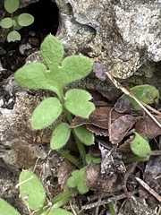 Nemophila phacelioides
